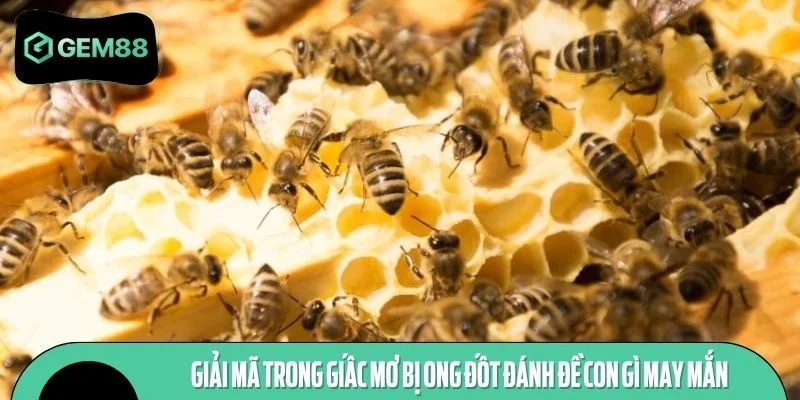 Giải mã - Bị ong đốt đánh đề con gì để gặp may mắn trúng lớn