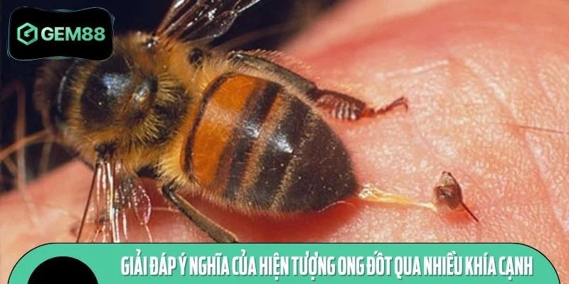 Giải đáp ý nghĩa của hiện tượng ong đốt qua nhiều khía cạnh