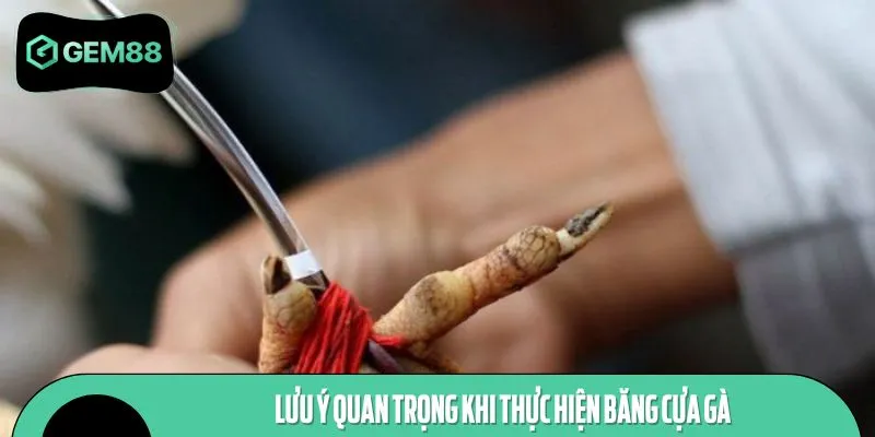 Lưu ý quan trọng khi thực hiện băng cựa gà