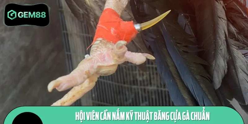 Hội viên cần nắm kỹ thuật băng cựa gà chuẩn