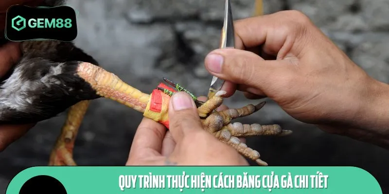 Quy trình thực hiện cách băng cựa gà chi tiết