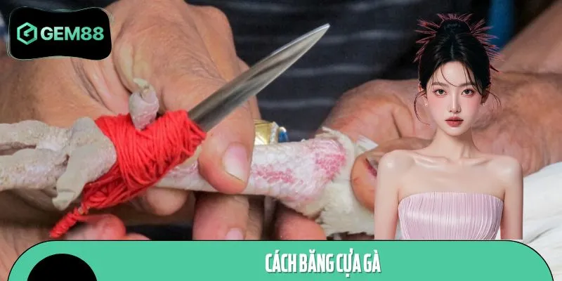 Cách Băng Cựa Gà GEM88 - Kỹ Thuật Đúng Từ Chuyên Gia
