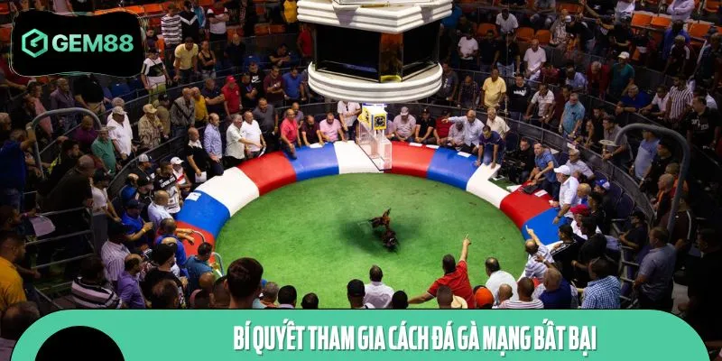 Bí quyết tham gia cách đá gà mạng bất bại