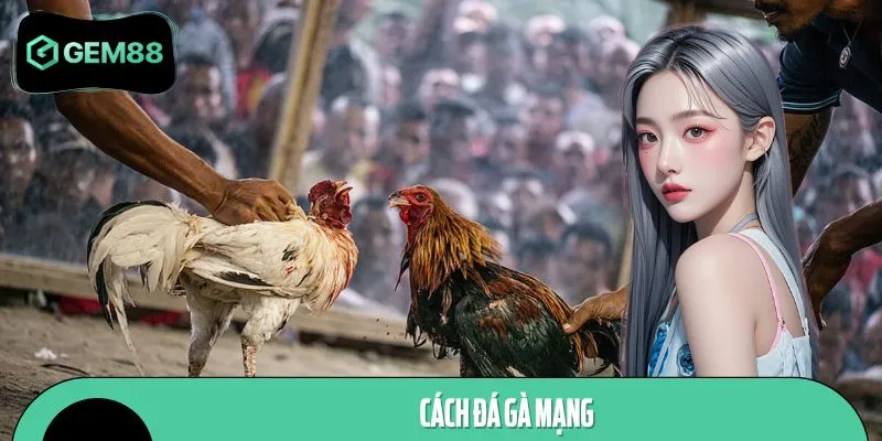 Cách Đá Gà Mạng GEM88 - Trải Nghiệm So Tài Kịch Tính