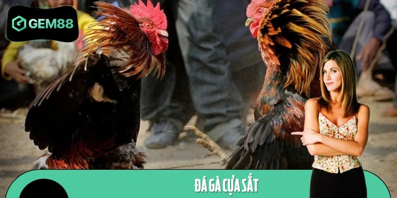 Đá Gà Cựa Sắt Ở GEM88 - Trải Nghiệm Trận So Tài Căng Thẳng