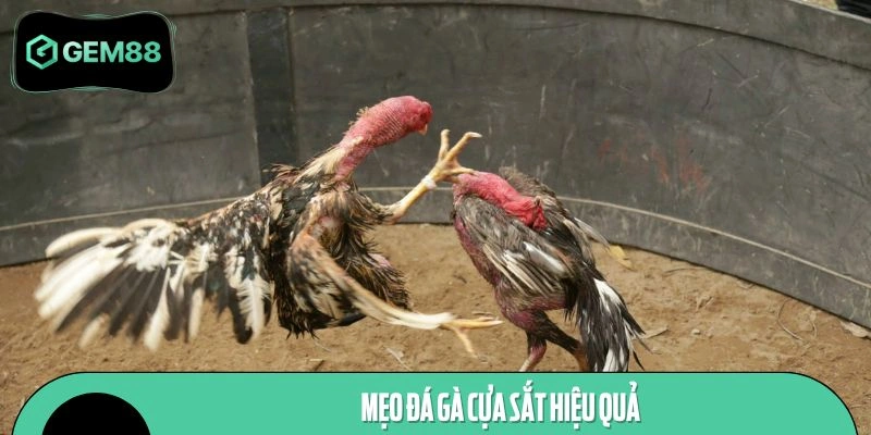 Kinh nghiệm đấu chiến kê cựa sắt hiệu quả