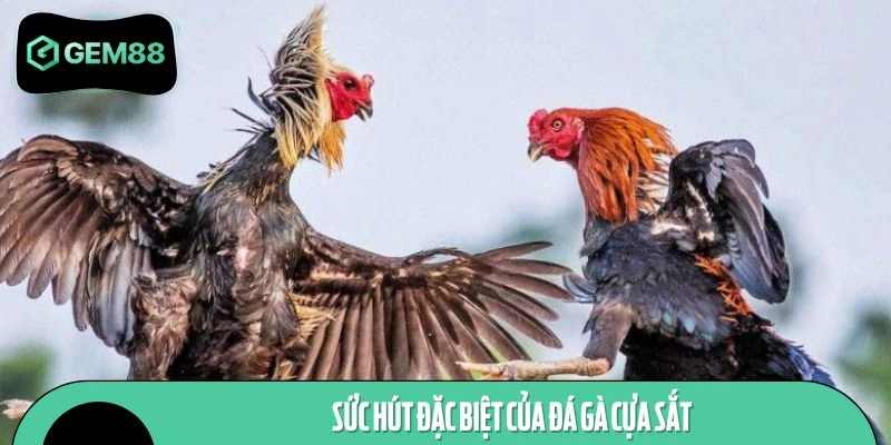 Sức hút đặc biệt của hình thức đá gà cựa sắt
