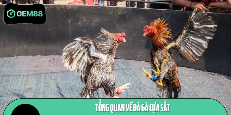 Khái quát sơ lược về thể loại đấu chiến kê cựa sắt