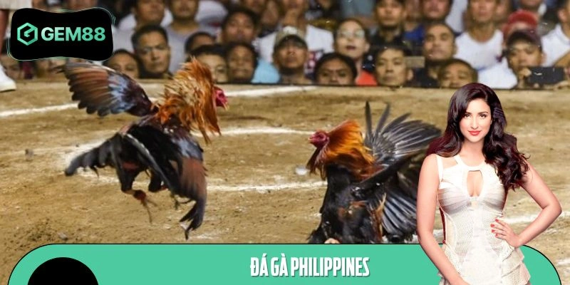 Đá Gà Philippines Ở GEM88 - Cập Nhật Diễn Biến Từng Trận Đấu
