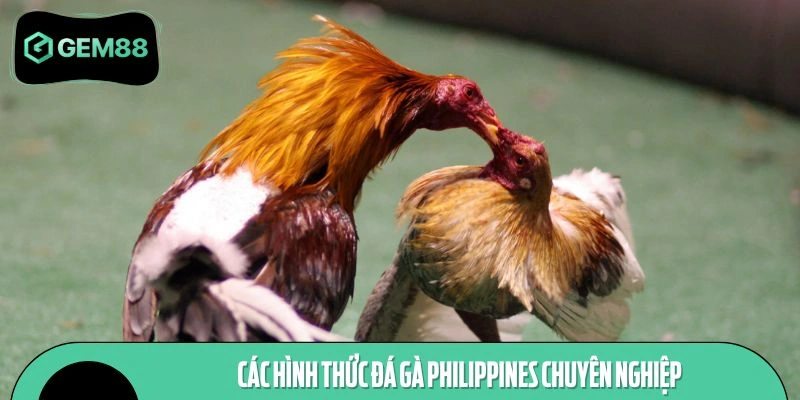 Các hình thức đấu chiến kê Philippines nổi bật hiện nay