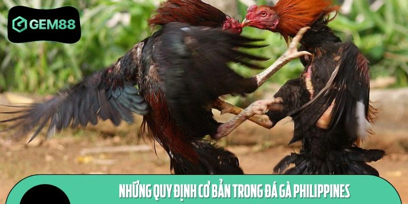 Các quy tắc nổi bật trong đá gà Philippines
