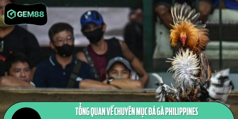 Khái quát về hình thức đấu chiến kê tại Philippines