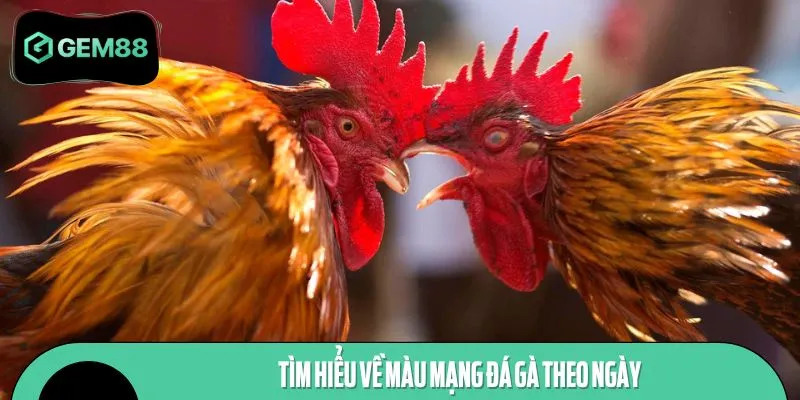 Tìm hiểu về màu mạng đá gà theo ngày